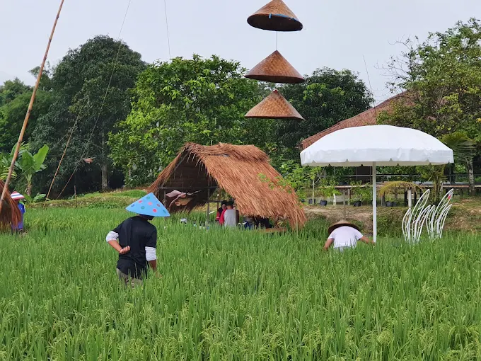 Gambar Kampung Sawah 16
