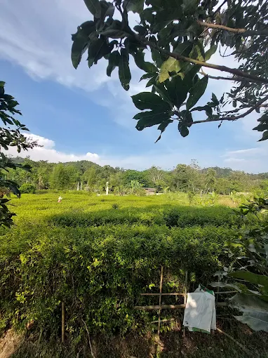 Gambar Kampung Sawah 19