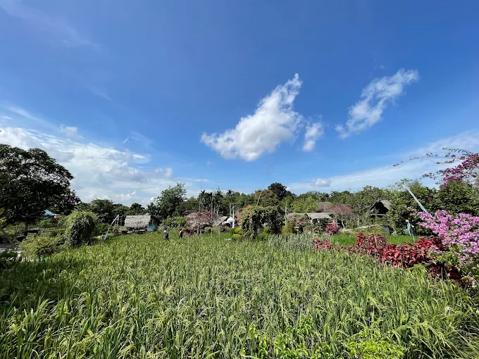 Gambar Kampung Sawah 29