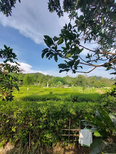 Gambar Kampung Sawah 7